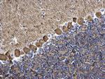 PKC gamma Polyclonal Antibody