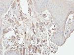 PKC gamma Antibody in Immunohistochemistry (Paraffin) (IHC (P))