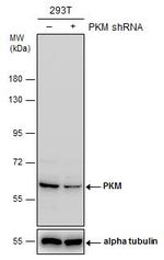 PKM2 Antibody in Western Blot (WB)