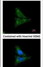 FGR Antibody in Immunocytochemistry (ICC/IF)