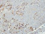 FGR Antibody in Immunohistochemistry (Paraffin) (IHC (P))