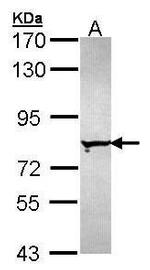 FNBP1 Antibody in Western Blot (WB)