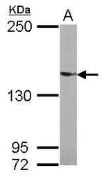 UPF2 Antibody in Western Blot (WB)