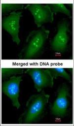 GOLGA6B Antibody in Immunocytochemistry (ICC/IF)