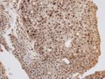 GOLGA6B Antibody in Immunohistochemistry (Paraffin) (IHC (P))