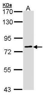 GOLGA6B Antibody in Western Blot (WB)