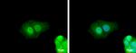 ZNF703 Polyclonal Antibody