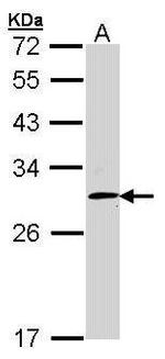 FHL2 Antibody in Western Blot (WB)