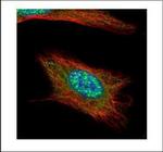 Anillin Antibody in Immunocytochemistry (ICC/IF)