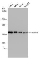 Anillin Antibody in Western Blot (WB)