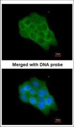 c-Raf Polyclonal Antibody