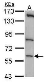 CLK1 Polyclonal Antibody