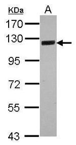 SRPK2 Antibody in Western Blot (WB)