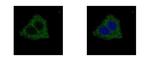 GLYCTK Polyclonal Antibody