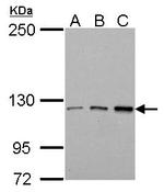 TIE1 Antibody in Western Blot (WB)