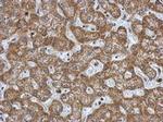 HK3 Antibody in Immunohistochemistry (Paraffin) (IHC (P))