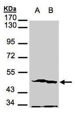 PGK2 Antibody in Western Blot (WB)