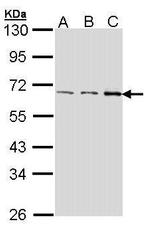 FASTK Polyclonal Antibody