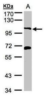 VPS34 Antibody in Western Blot (WB)