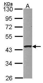 PSKH1 Antibody in Western Blot (WB)