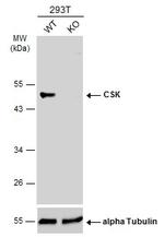 CSK Antibody in Western Blot (WB)