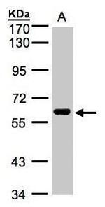 CLK2 Polyclonal Antibody