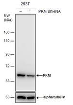 PKM2 Antibody in Western Blot (WB)