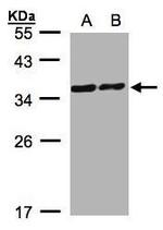 PDLIM1 Polyclonal Antibody