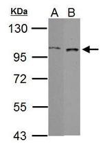 GRAF Polyclonal Antibody