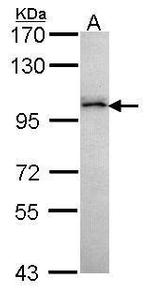 GRAF Antibody in Western Blot (WB)