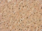 LPIN1 Antibody in Immunohistochemistry (Paraffin) (IHC (P))