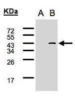SYF2 Polyclonal Antibody