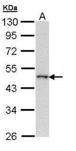 WWOX Polyclonal Antibody
