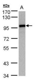 EZH1 Antibody in Western Blot (WB)