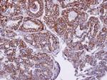 UBE2O Antibody in Immunohistochemistry (Paraffin) (IHC (P))