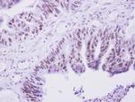 PRAM1 Antibody in Immunohistochemistry (Paraffin) (IHC (P))