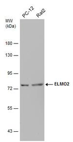 ELMO2 Antibody in Western Blot (WB)