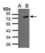 ELMO2 Polyclonal Antibody