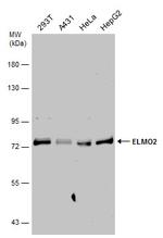ELMO2 Antibody in Western Blot (WB)