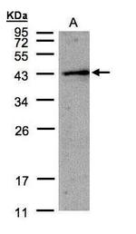 AMID Antibody in Western Blot (WB)