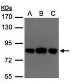 OSBPL10 Antibody in Western Blot (WB)
