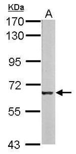 Melanophilin Polyclonal Antibody