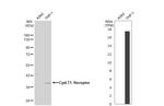 CYSLTR1 Antibody in Western Blot (WB)