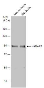 mGluR8 Antibody in Western Blot (WB)
