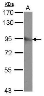 mGluR8 Antibody in Western Blot (WB)