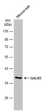 GALR3 Antibody in Western Blot (WB)