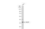GALR3 Antibody in Western Blot (WB)