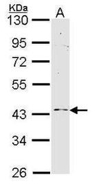 GPR83 Antibody in Western Blot (WB)