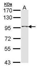 TAS1R1 Antibody in Western Blot (WB)