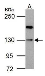 HIPK1 Antibody in Western Blot (WB)